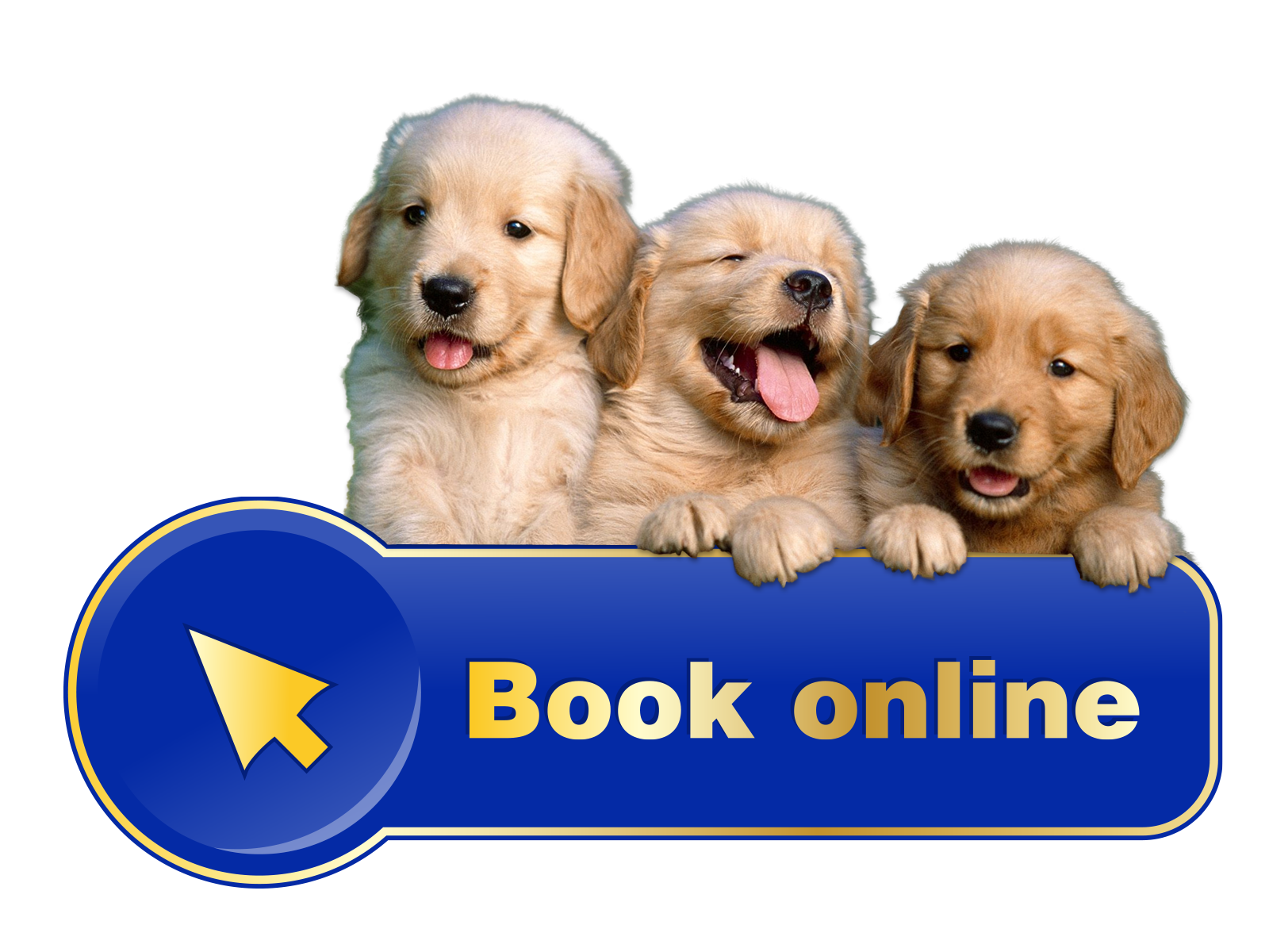 Book an appointment with Your Dog's Best Friend