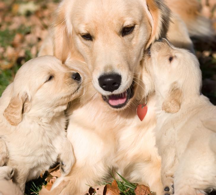 happy dog family